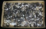 Natural Chalcedony Nodules Wholesale Lot - Pieces #61827-1